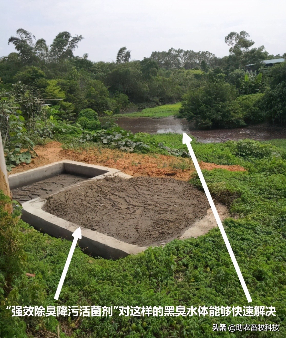 强力除臭除菌剂,脏水处理除臭菌剂厂家推荐