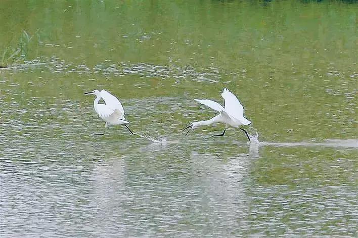 深圳光明发展最好的地方在哪,深圳光明区有什么好的地方