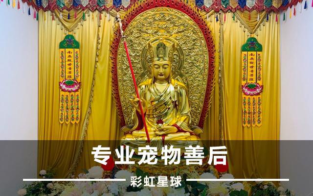 彩虹星球宠物死亡怎么处理,彩虹星球关于宠物火化的知识科普