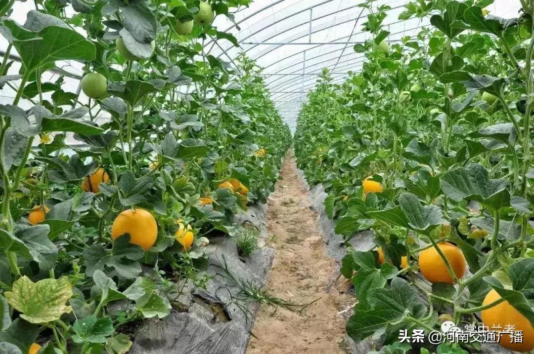 正宗兰考红薯价格,红薯大面积出售