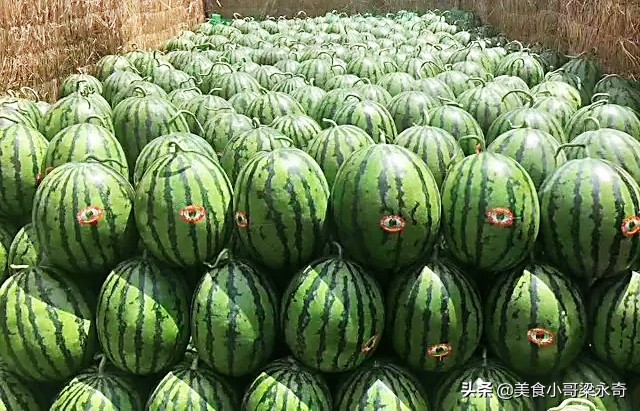 挑选西瓜的五大诀窍,如何挑选西瓜的正确方法