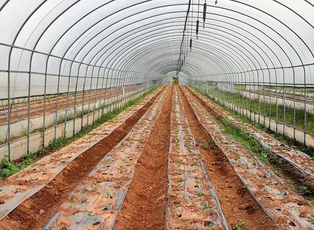 创业故事分享卖花,创业故事茶叶