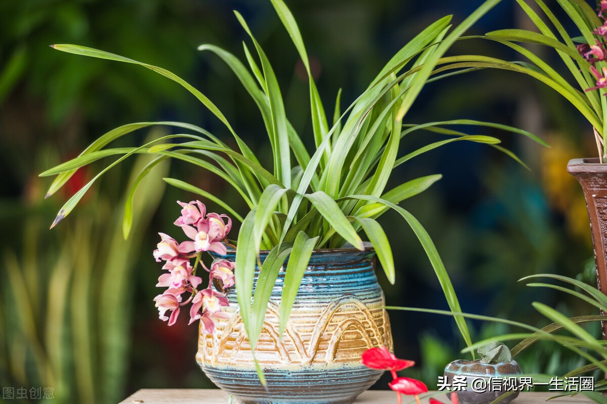 怎样配制花卉育苗用的营养土,果树花卉营养土的配制方法
