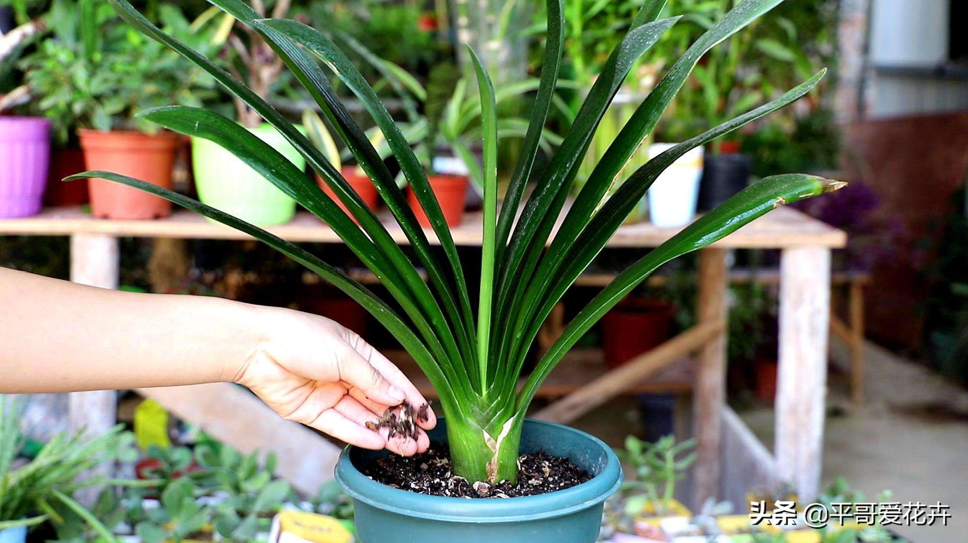 君子兰花怎样换盆最好,君子兰花谢后怎么养才能更旺盛