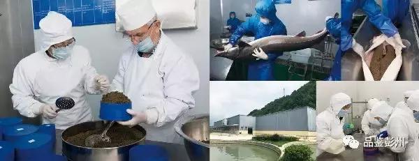 珍贵的鲟鱼子酱,顶级的鲟鱼子酱