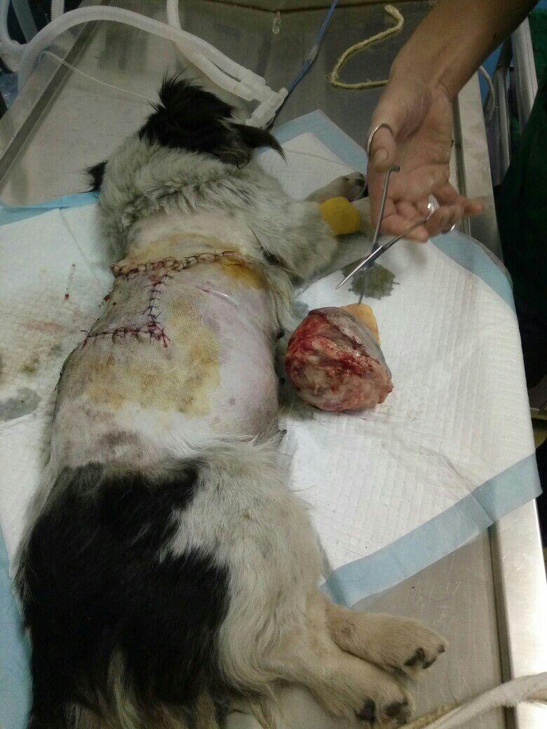 狗狗皮下脂肪瘤的特征,狗狗肿瘤长得快一定是恶性的吗