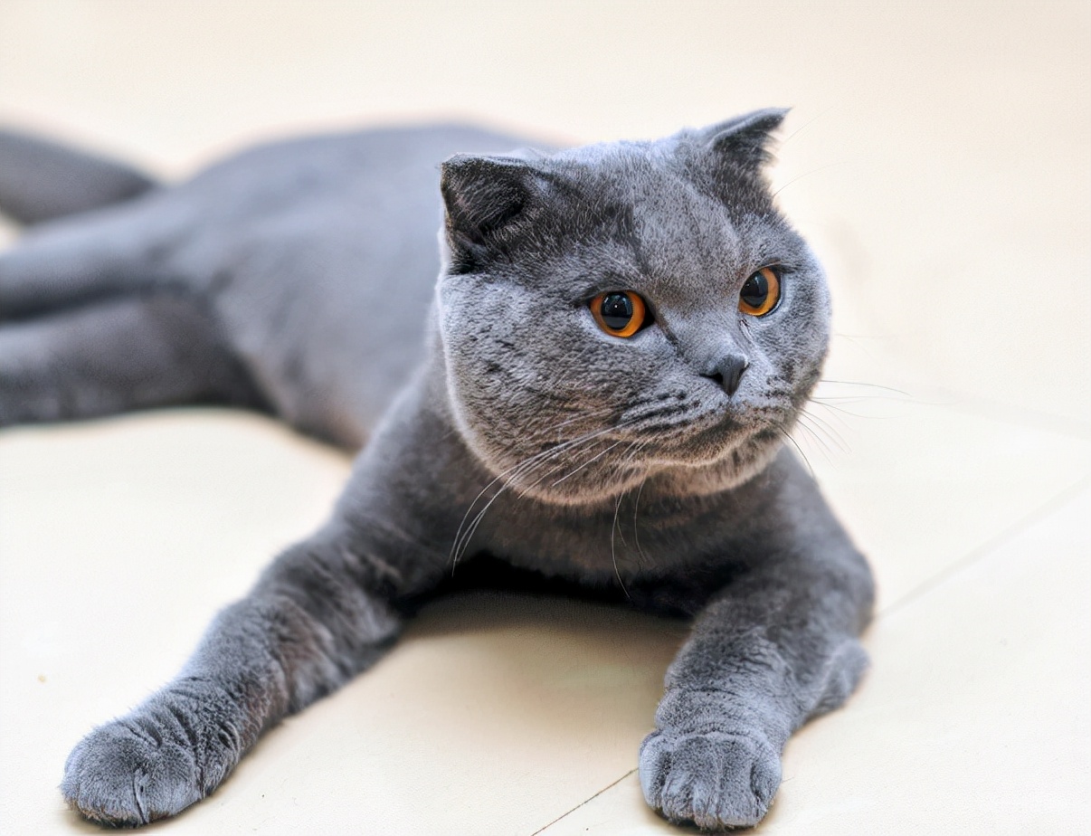 猫粮是伟嘉好还是顽皮好,伟嘉猫粮怎么样新手猫奴必备猫粮