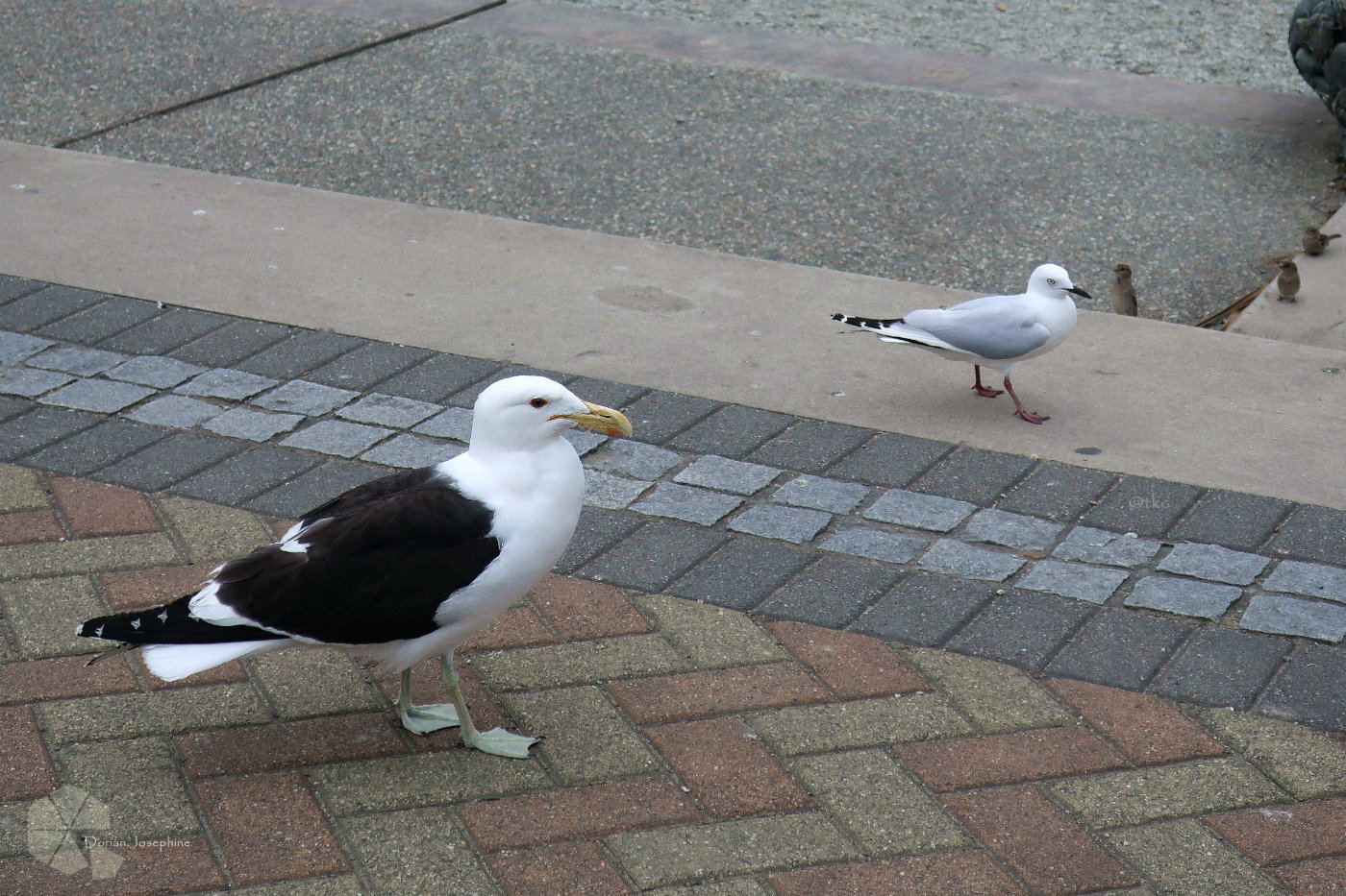 新西兰南岛一日游,新西兰南岛旅游地图