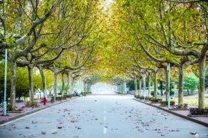 南师大马拉松开幕式,最美南师