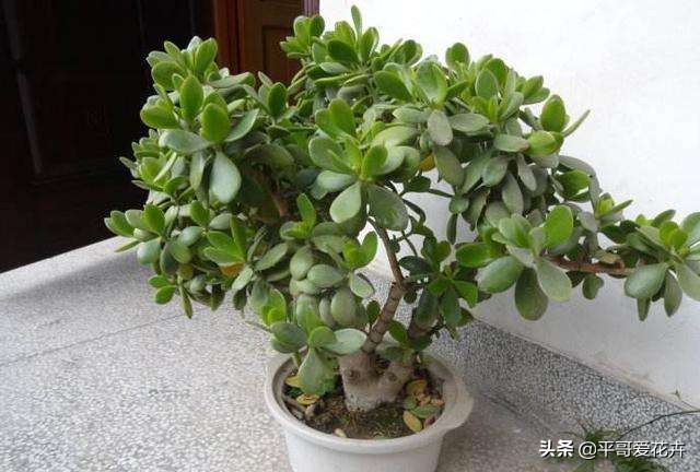 自制浇花水不板结,自制水溶液浇花的方法