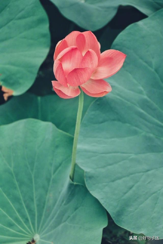 佛说爱情经典句子佛语禅心,佛家关于放下爱情的句子