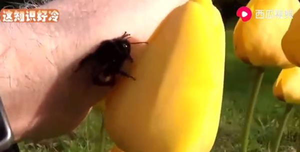 蜜蜂蜇完人留下的刺为什么在动,蜜蜂蜇完人后蜜蜂为什么会死视频