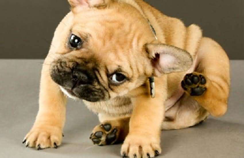 狗狗老是长癣怎么办,狗狗总是长癣掉毛用什么药好