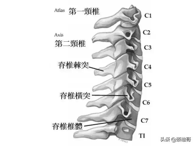 仰脖子颈椎咔咔响,晃脖子颈椎会响是什么原因