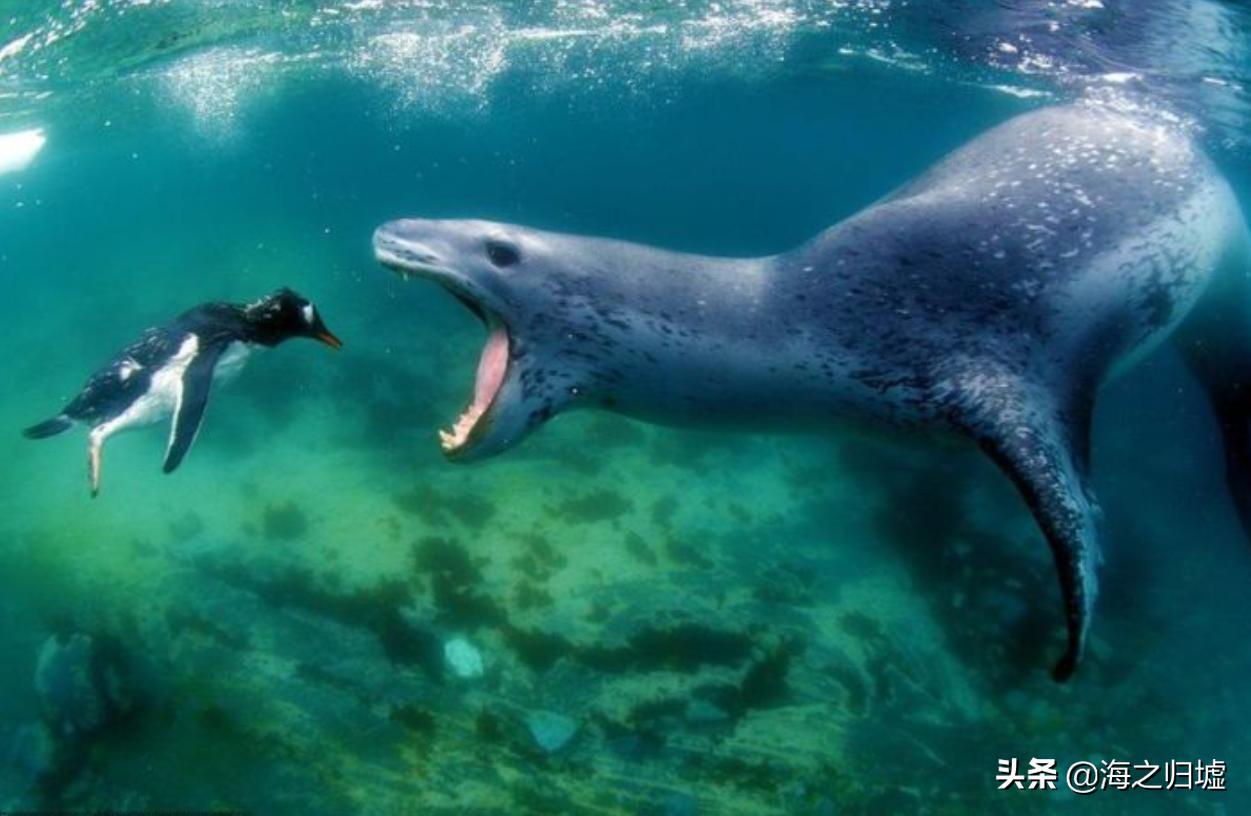 神级抓拍图片,25张令人惊叹的“神”级抓拍
