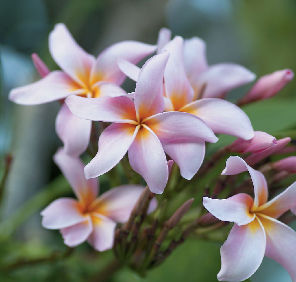 鸡蛋花做什么香水,鸡蛋花怎么可以做香水
