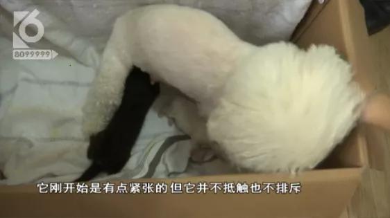 跨越种族的母爱小狗和小猫,跨越种族的母爱狗狗救小猫