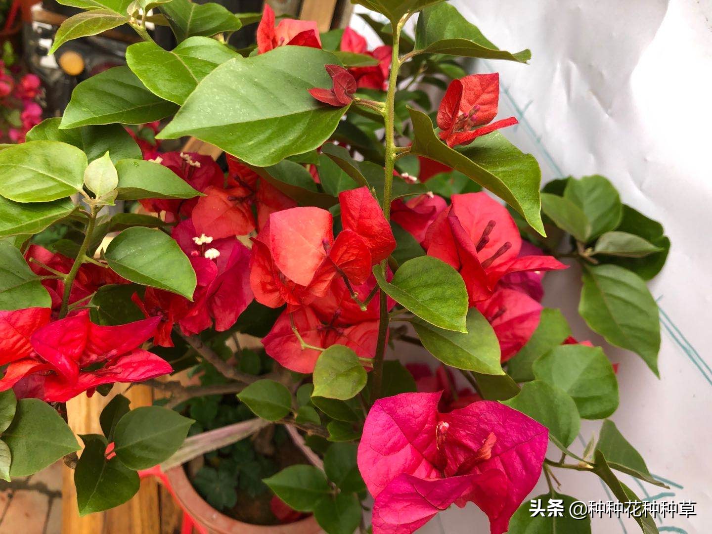 三角梅的花期是几月份至几月份,中国红三角梅花期长久吗