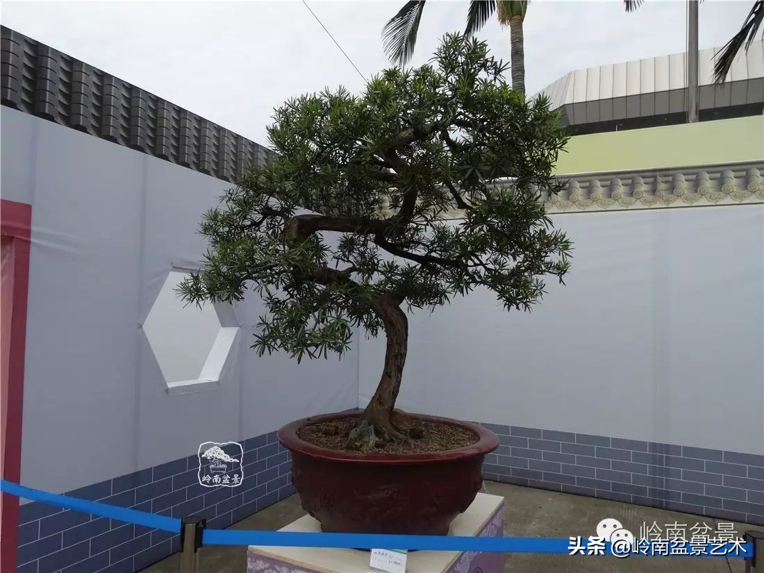 开运招财，非其莫属！清风雅韵，当之无愧！