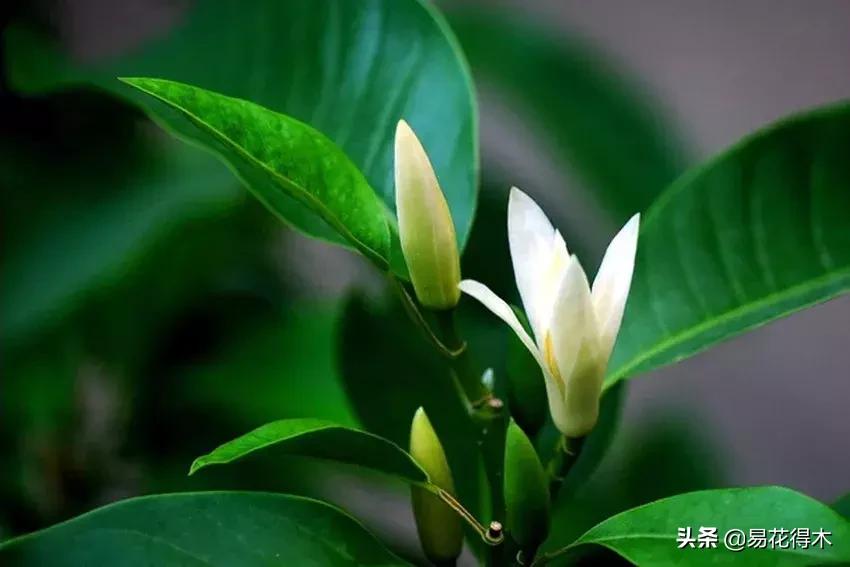 黄桷兰规格怎样,黄桷兰适应什么环境养护