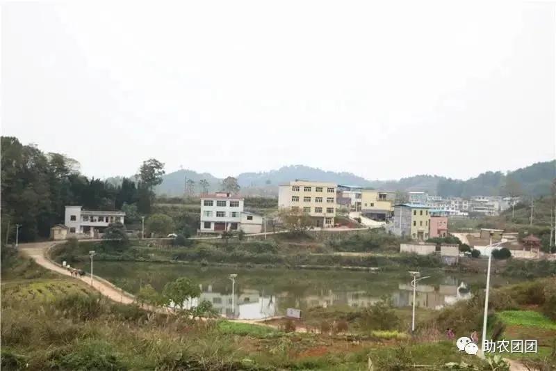 贵州助农团团最新视频,助农团团直播带货