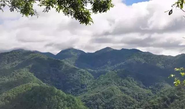 云南老班章经典熟普,老班章熟普的特点