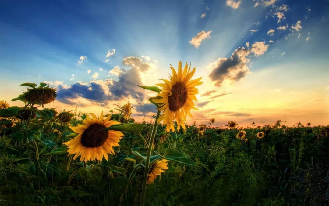 高考失利后要怎么调整心态,高考失利后我是如何释怀的