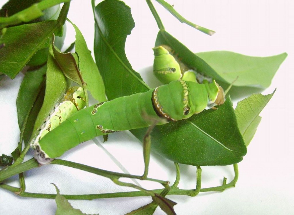 柚子树日记300字,柚子树的观察日记700字以上