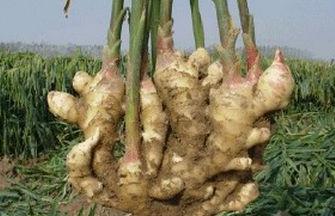 养殖场必备特效药,养殖必备小药