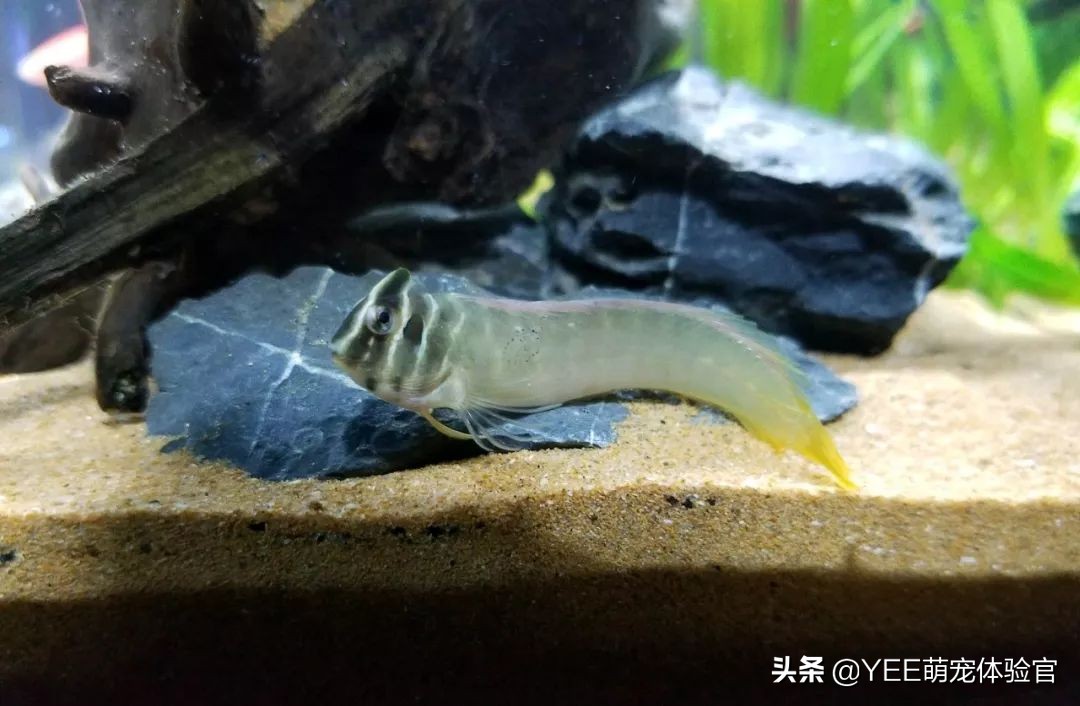 奥特曼青蛙鱼是热带鱼吗,奥特曼青蛙鱼品种