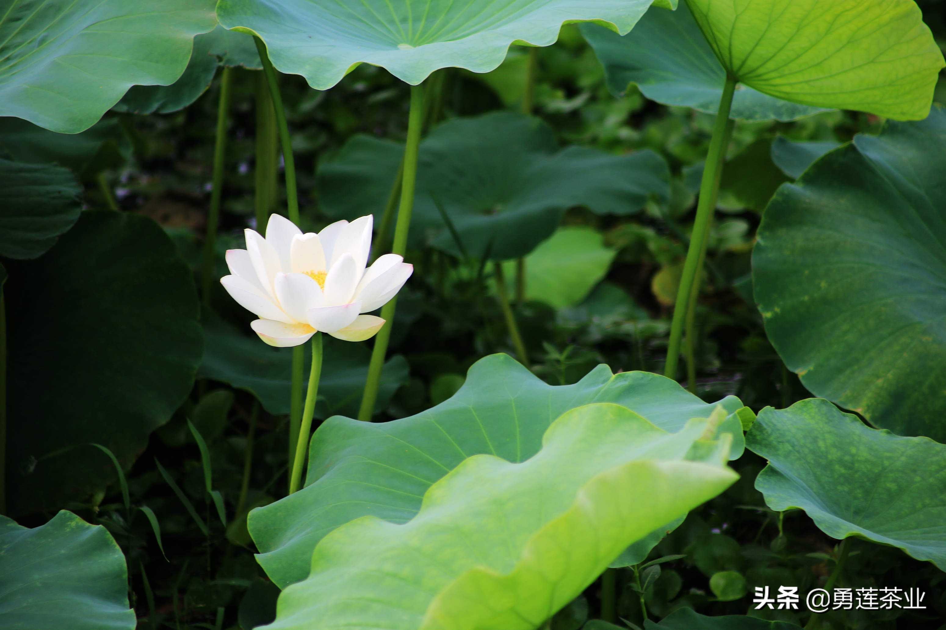 古今贤文劝学篇朗读,古今贤文增广贤文全文解读