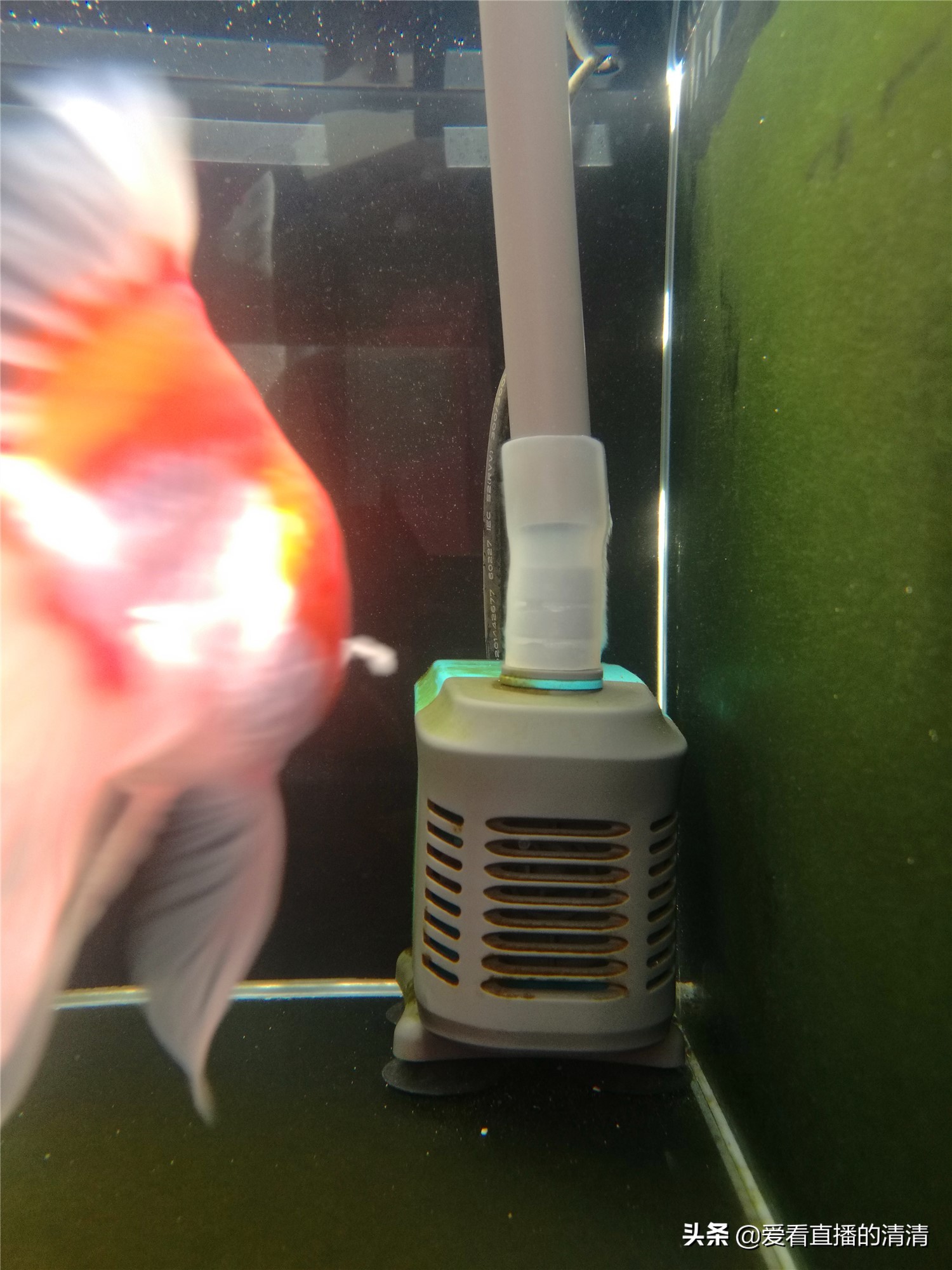 家里小金鱼怎么养才能活得长久,过年了养几条小金鱼