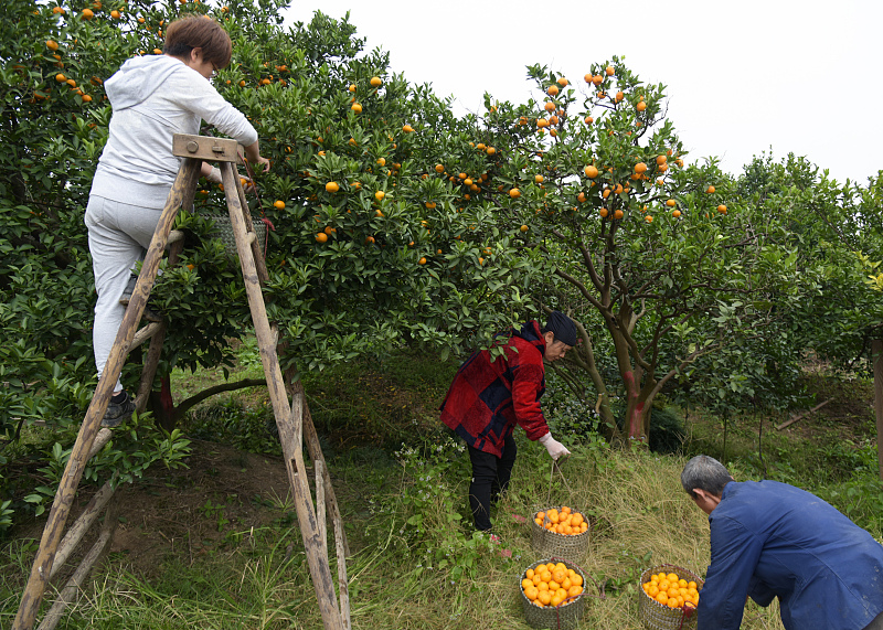 柑橘夏季保存的最佳方法,柑橘保存最佳方法