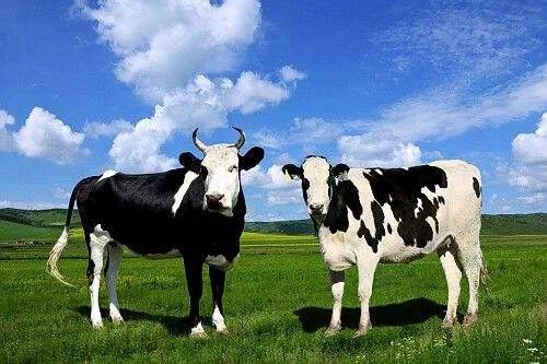 通过国家注册的深度水解配方奶粉,通过注册的奶粉配方名单