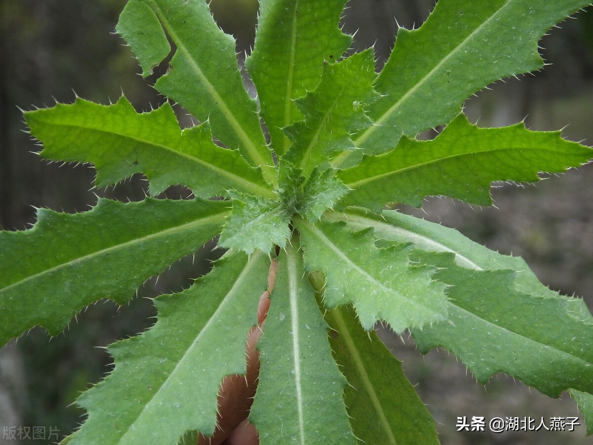 常见野菜的种类和图片大全 (各种野菜大全带图片)
