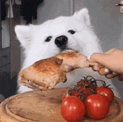 萨摩耶一生识多少主人,萨摩耶的一生