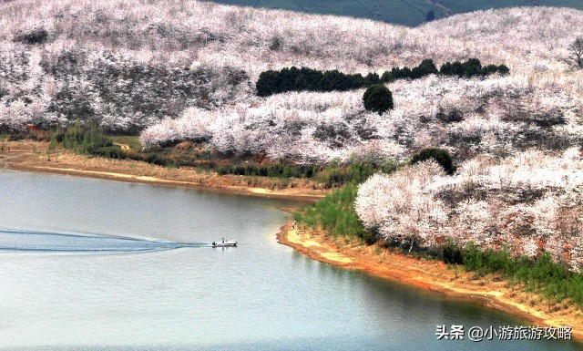 国内赏樱胜地大全,全国赏樱地图出炉共赴浪漫樱花约