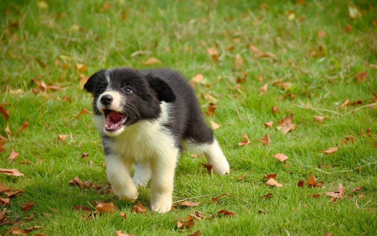 狗生的时候注意什么,狗生崽后主人注意什么