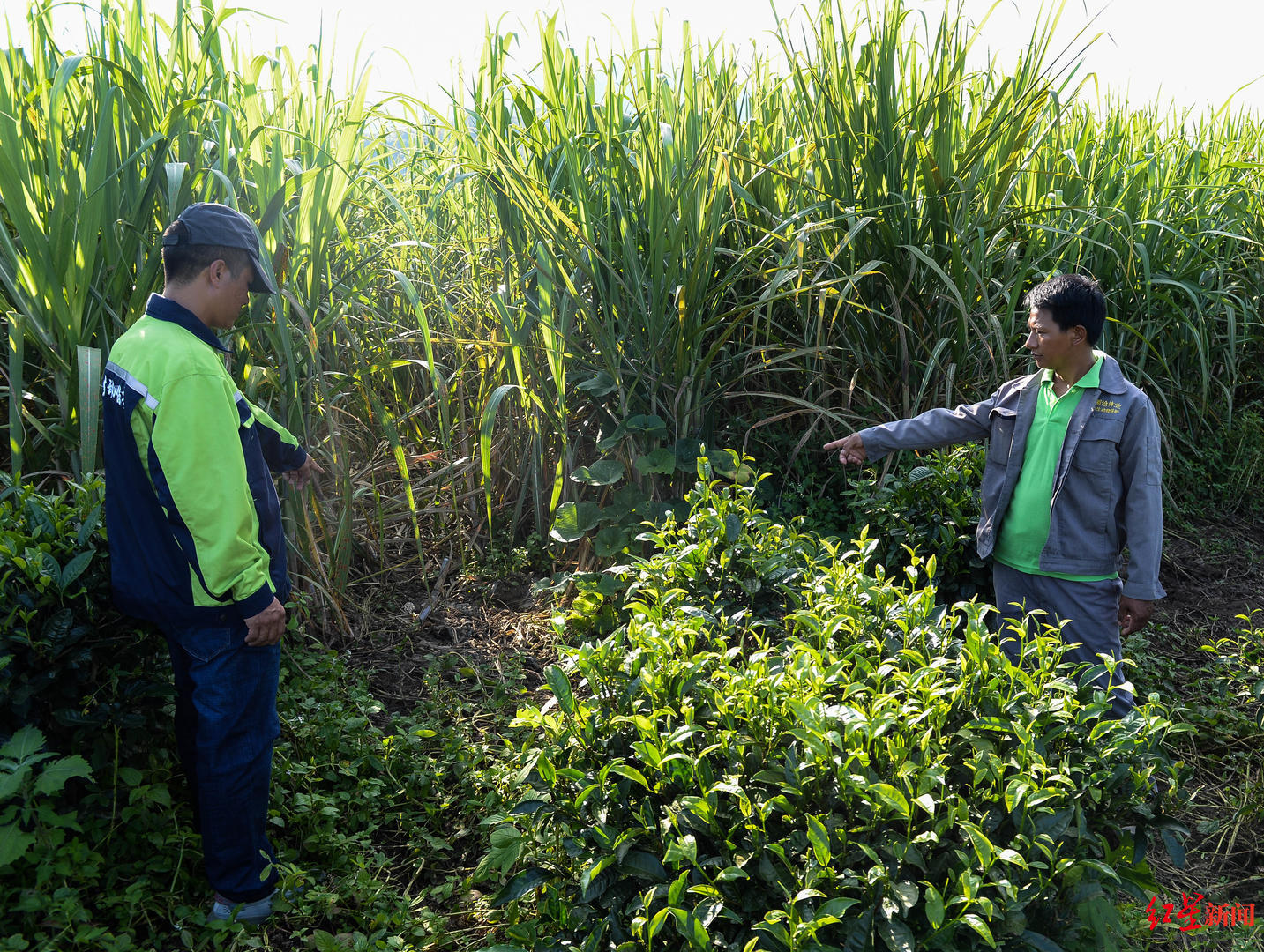 专访：亚洲象北上是整体趋势，长期投喂香蕉、菠萝、玉米等高糖、高热量食物，可能导致野象得高血压、糖尿病