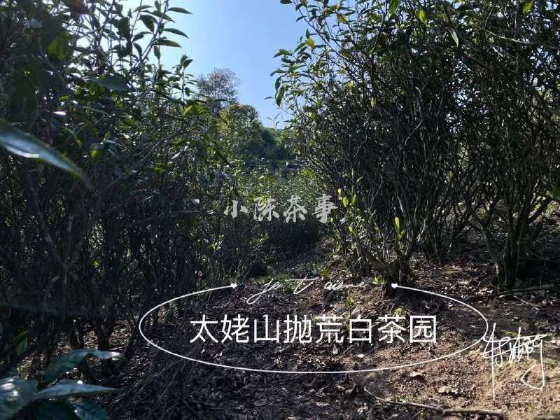 春茶即将结束夏茶将开始,春茶采茶季即将结束