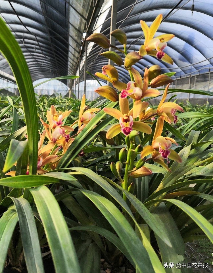 花的名字好听又有内涵,什么花名字好听又好看