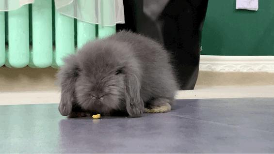 西安有哪些可以撸兔子的店,西安撸兔子的店