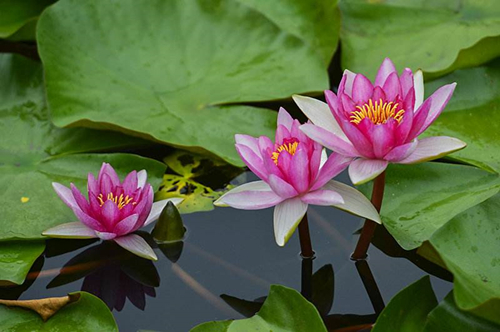 养睡莲的水要不要经常换,养睡莲的水特别黄怎么办