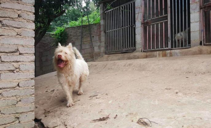 下司猎犬国外,中国猎犬下司犬