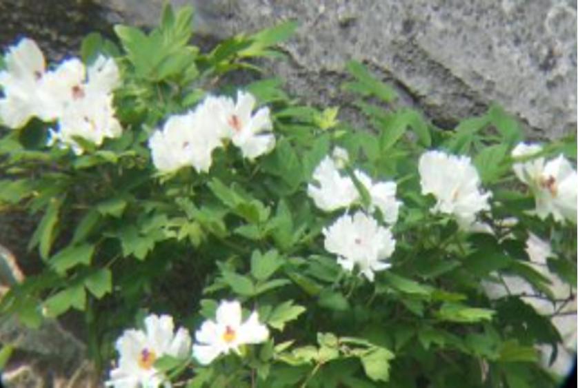 石缝牡丹,石缝中长出来的花