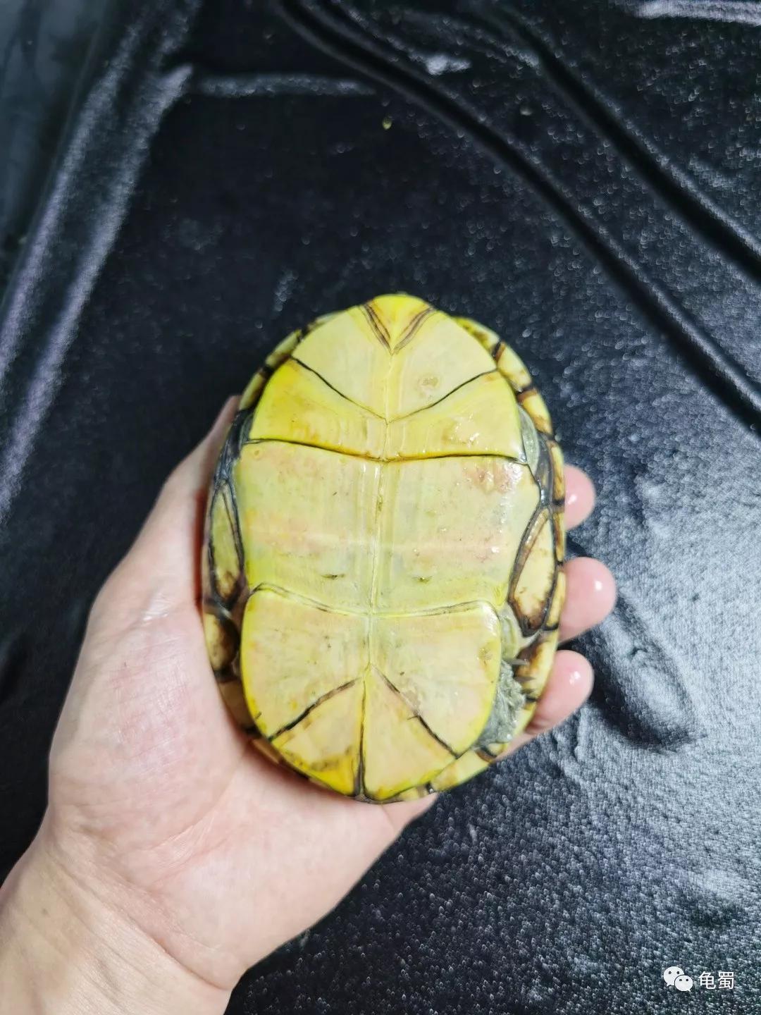黄泽泥龟为什么冷门,泥龟冷门品种