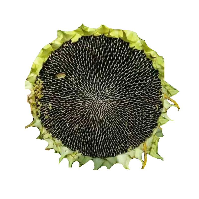 过年的瓜子是什么品种,过年的瓜子糖果好看