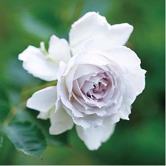 英玫、法玫、日月，这些欧月品种都来自欧洲吗？