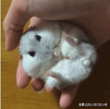 怎么教仓鼠改掉咬人的习惯,会咬人的仓鼠怎么才能跟它接近