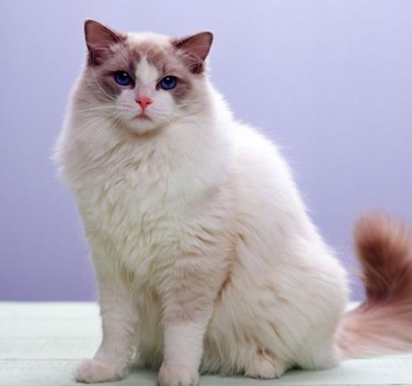 猫中的小仙女有哪些,猫中小仙女是什么